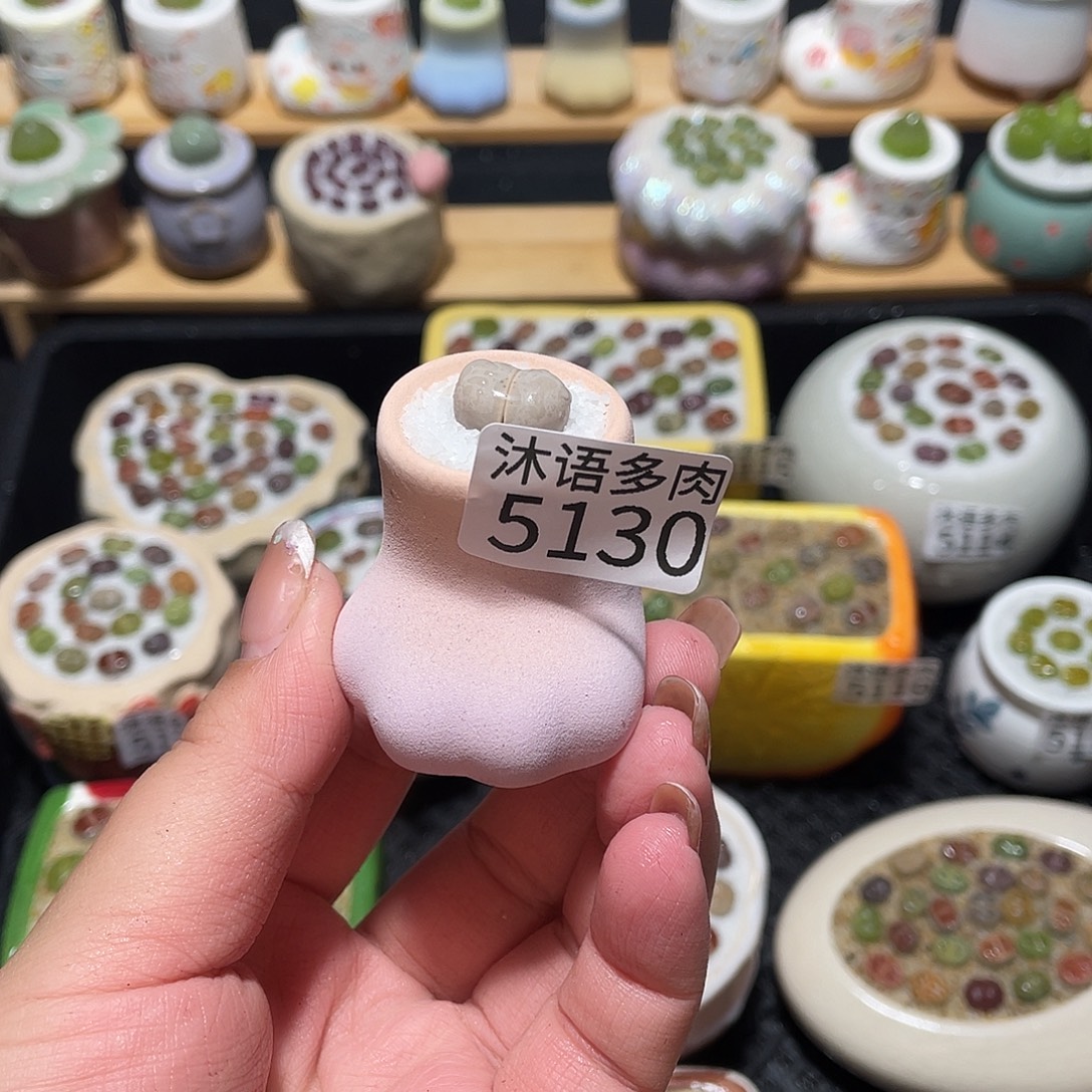 B***r带盆土植物一物一拍5130