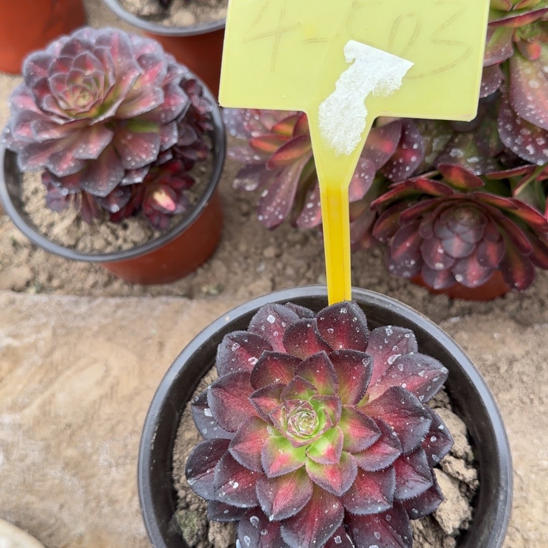 4-503-++多头多肉海王七彩多头