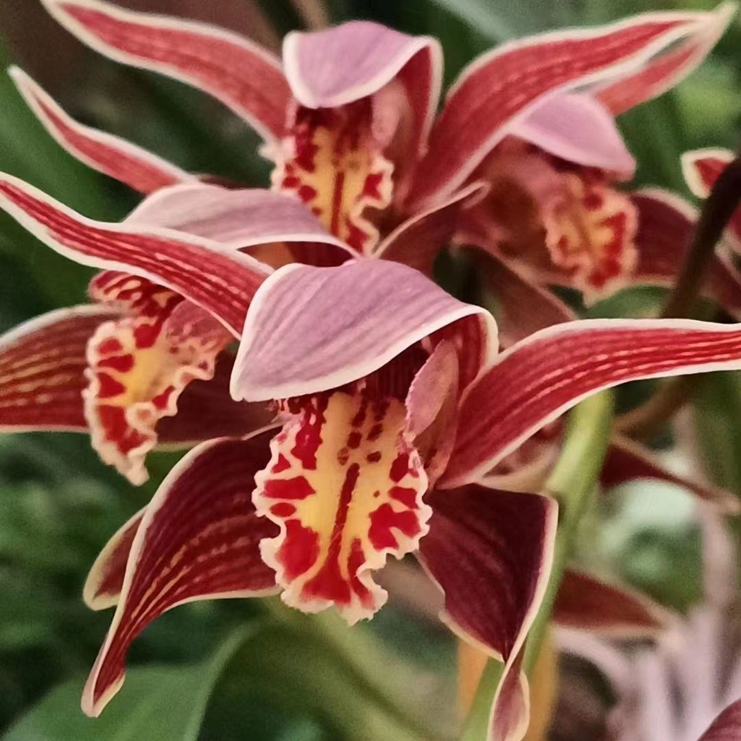 云南边境原生种虎头兰浓香型室内绿植好养兰花盆栽