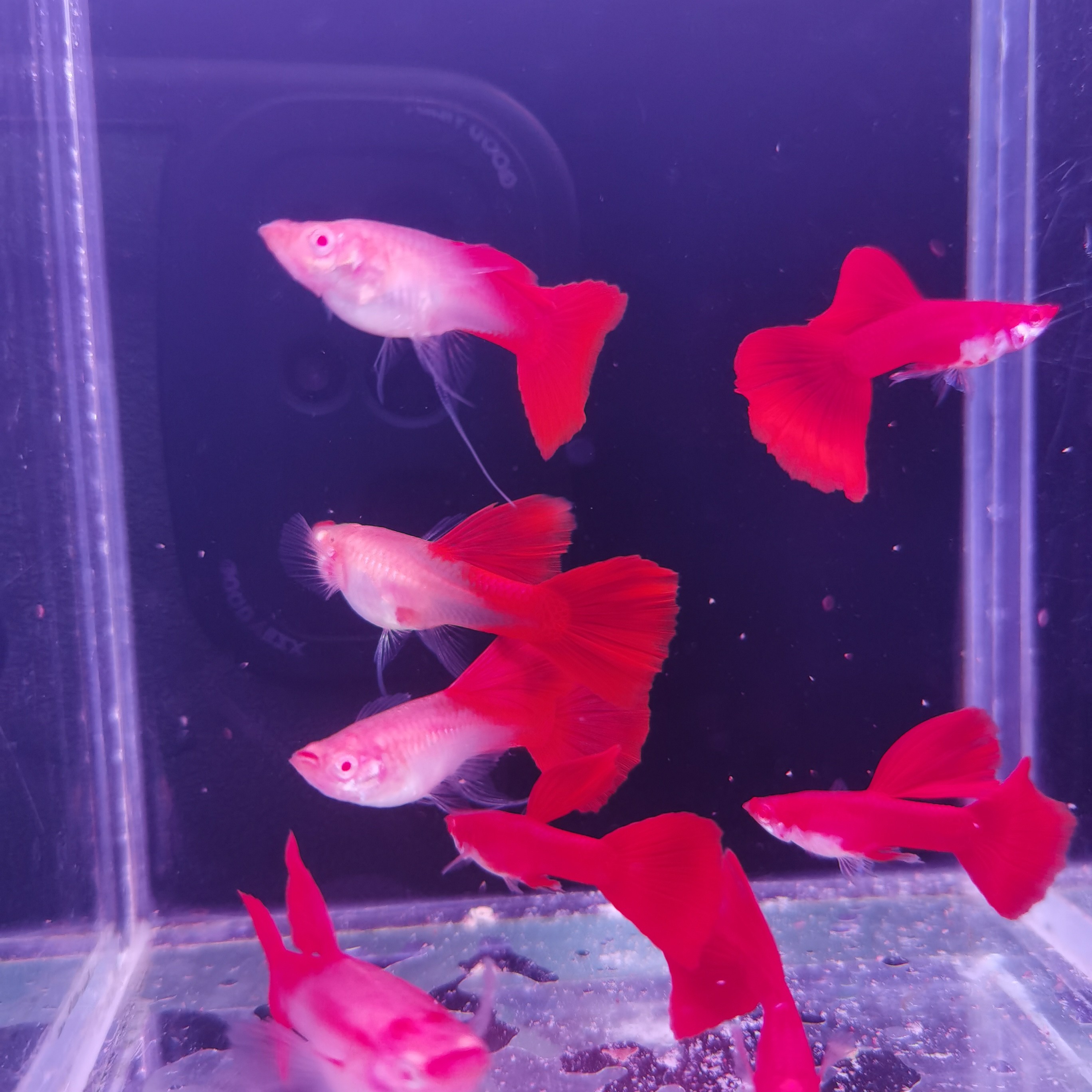精品血红飘带5对
