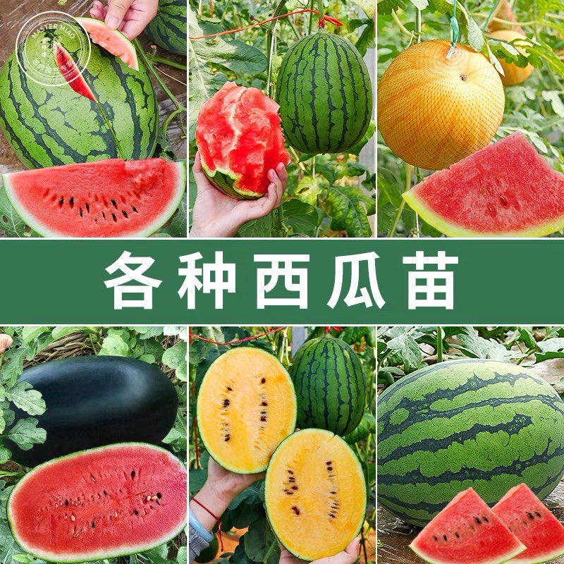 各种西瓜苗早春红玉8424甜王懒汉蔬菜植物嫁接苗四季阳台盆栽