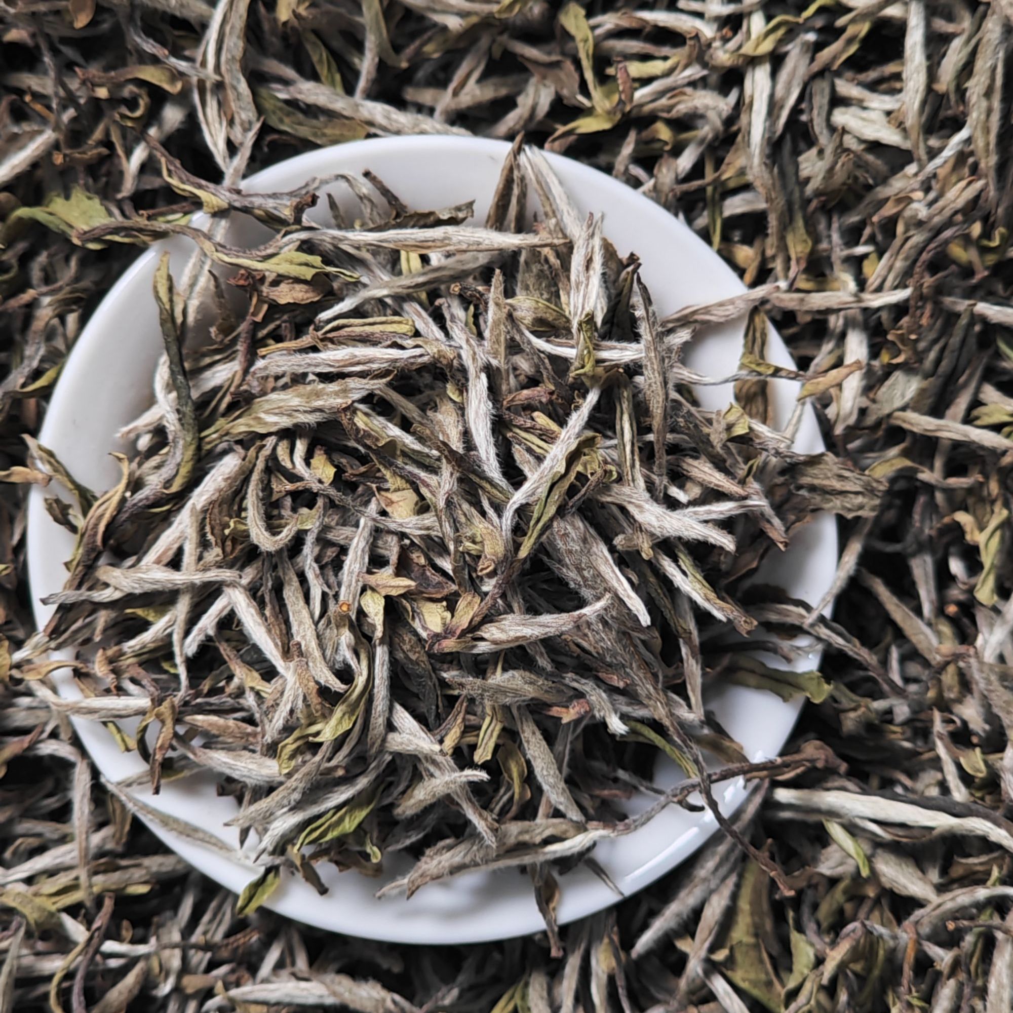 2021年【炭焙老树贡眉王】福鼎管阳高山群体种菜茶纯料