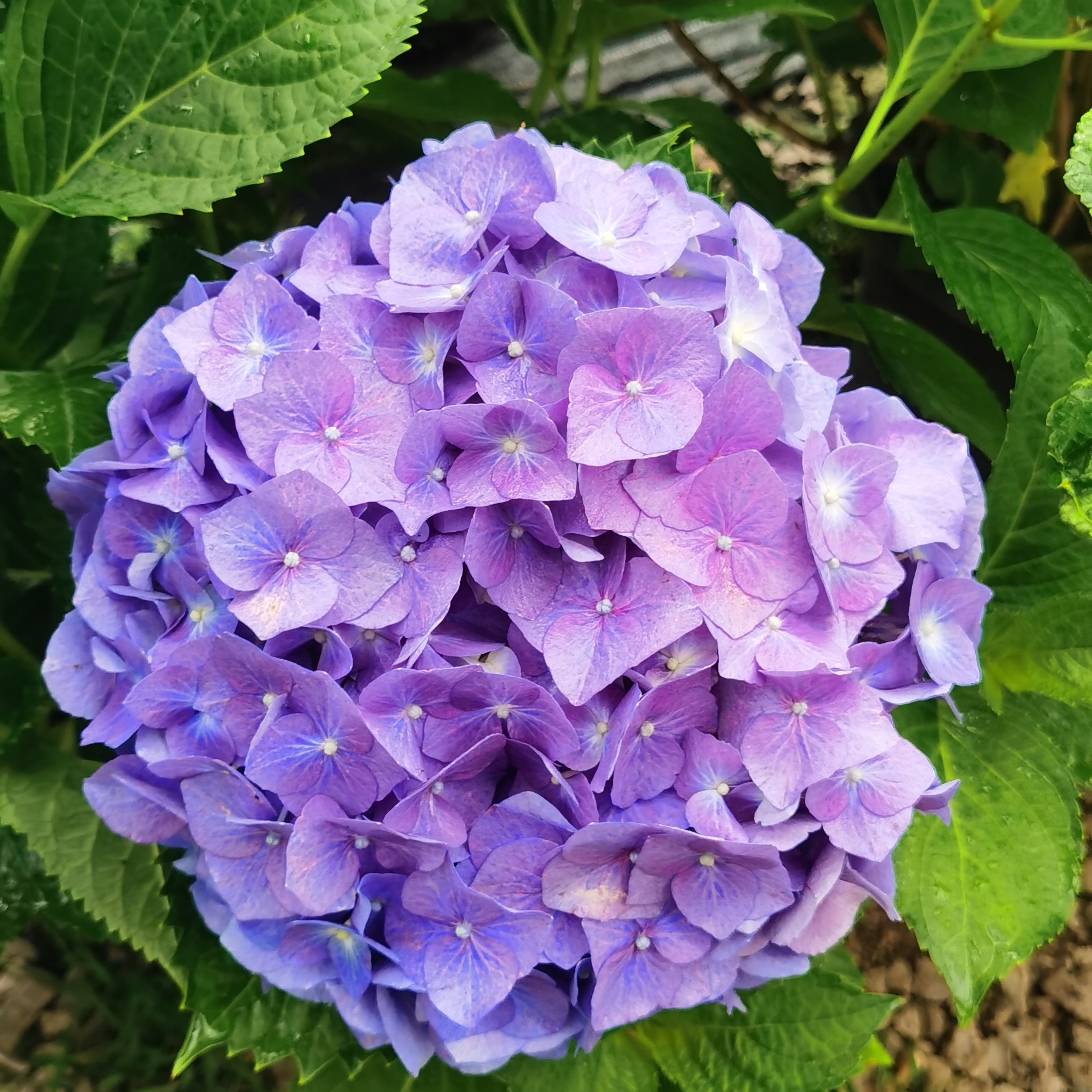 5加仑细高跟大花绣球耐冷耐热庭院室内易活好种一物一拍