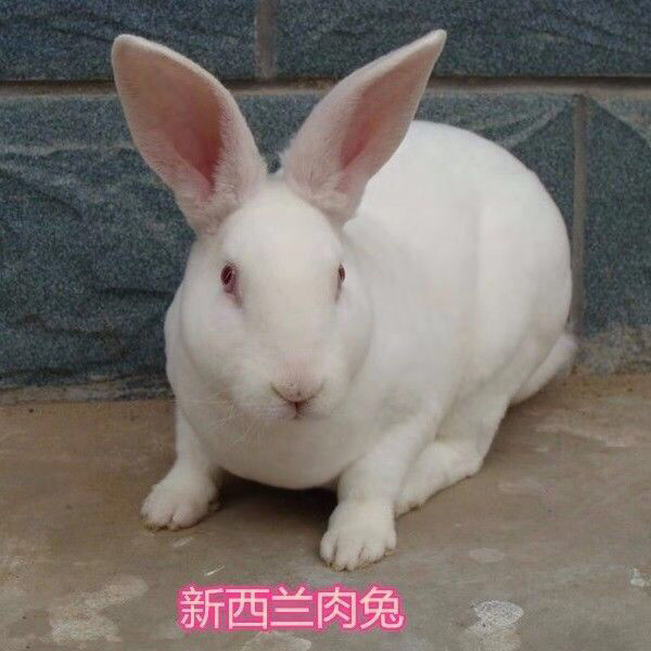 3只兔子活体大型肉兔月月兔新西兰兔 白兔比利时肉兔苗白兔可繁殖
