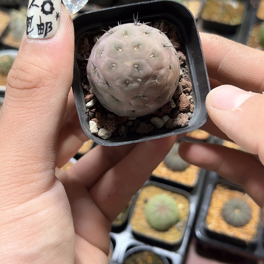 叁24907一物一拍单头发货