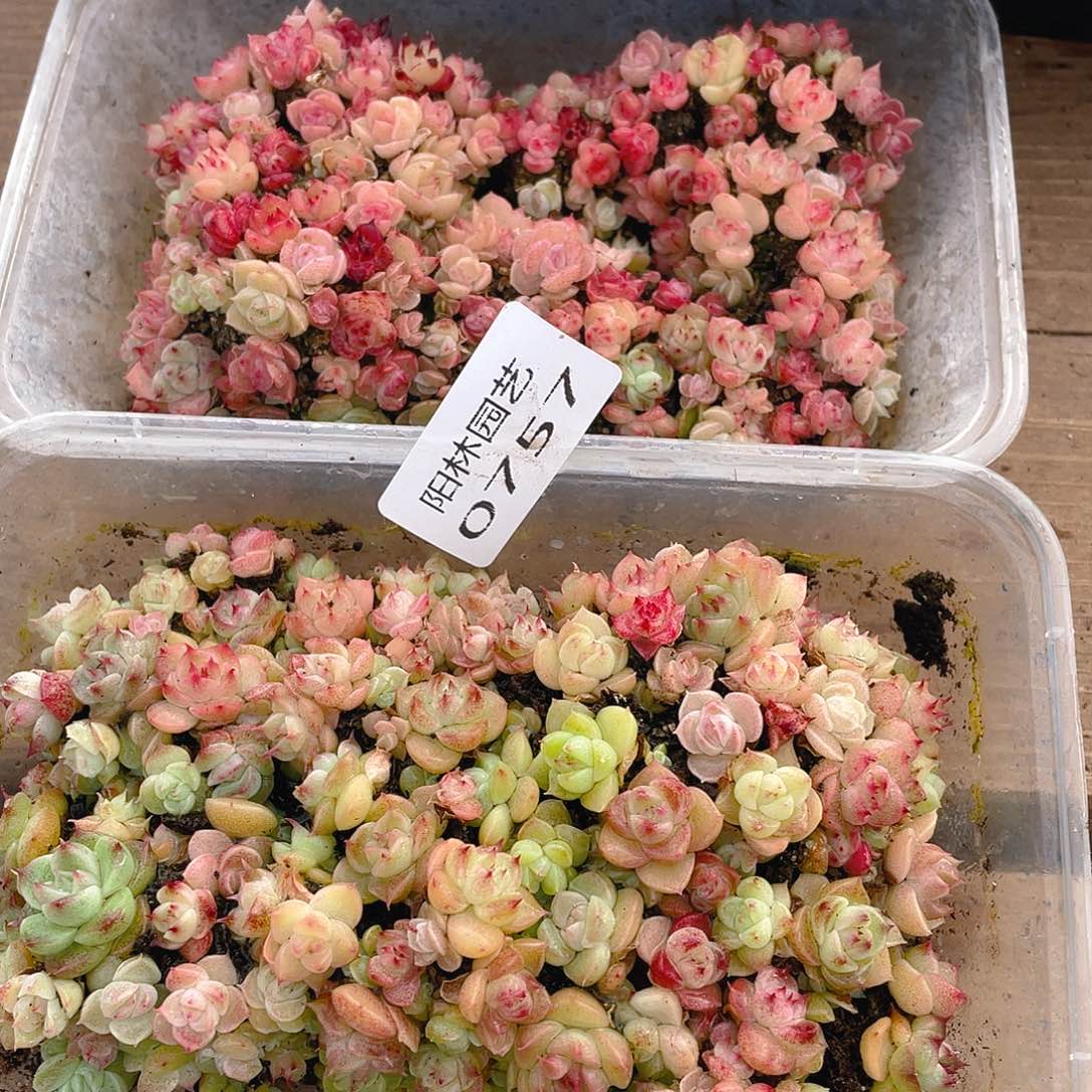 老***了多肉植物多肉植物757