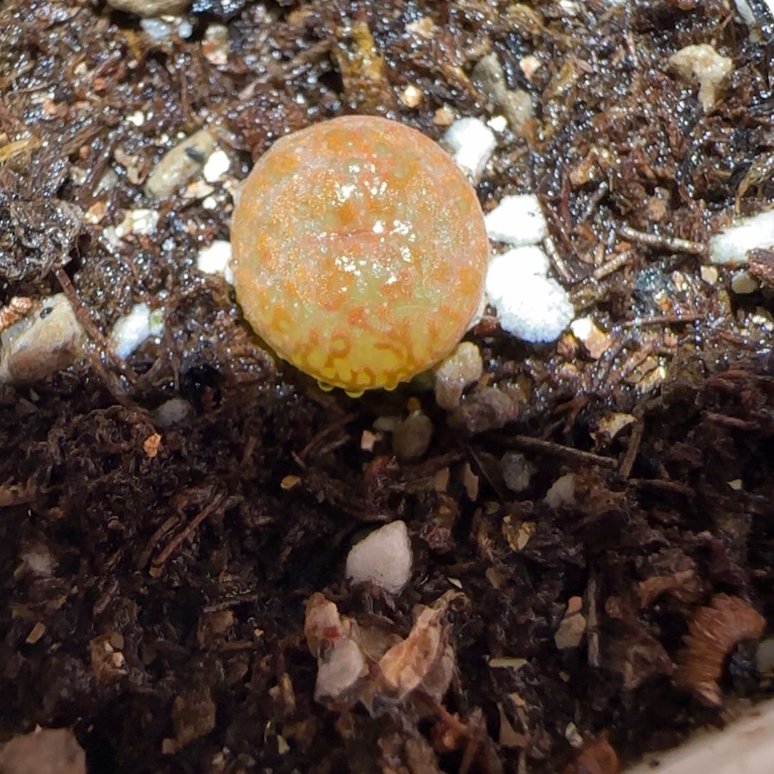 肉锥多肉植物百科-ap正红色酒红勋章459