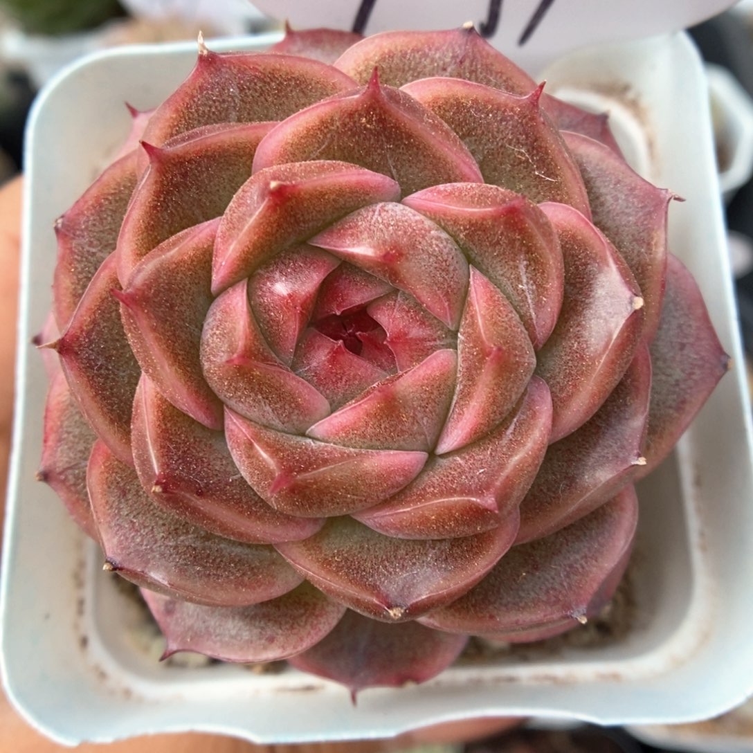 红油透麦秆可拍971号。  