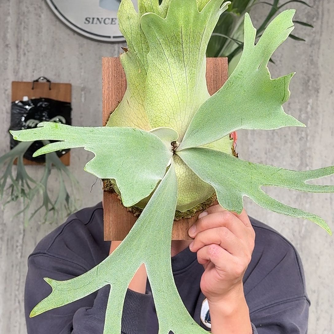 完全开放A+孢播鹿角蕨春野花园