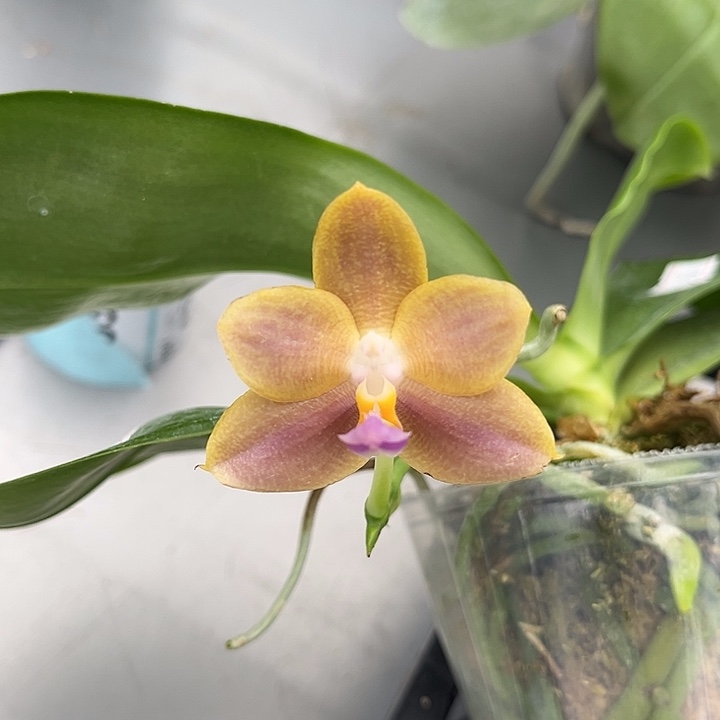 完全开放2.5寸杯爪哇交狗