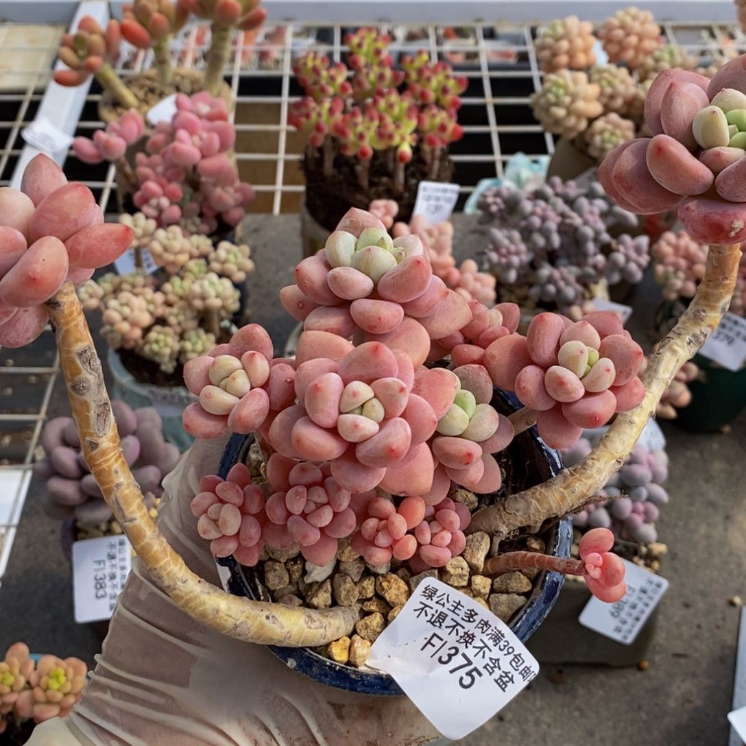 樱花洛神375/16c m