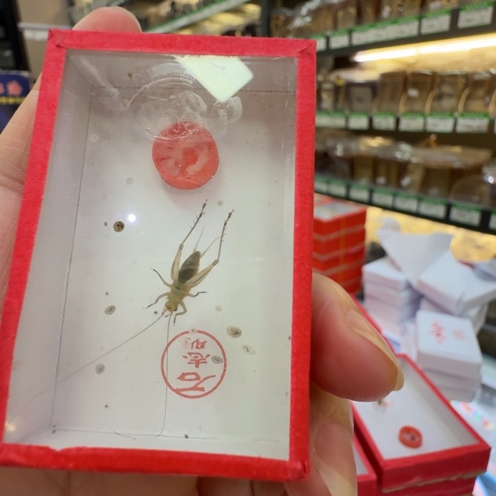 蟋蟀中长须一只合适