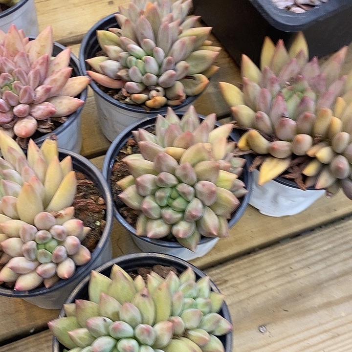 多头红蜻蜓福利多多