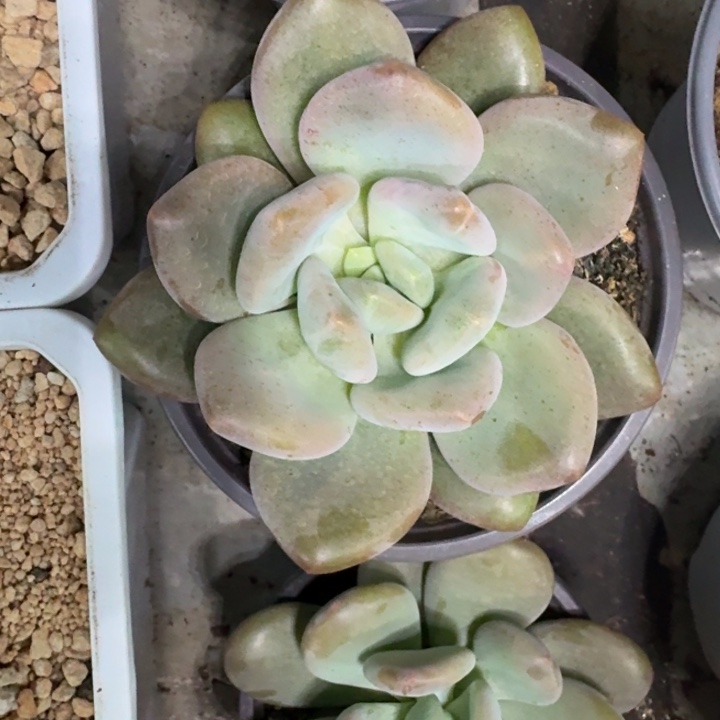 X系列美人新品 一物一拍