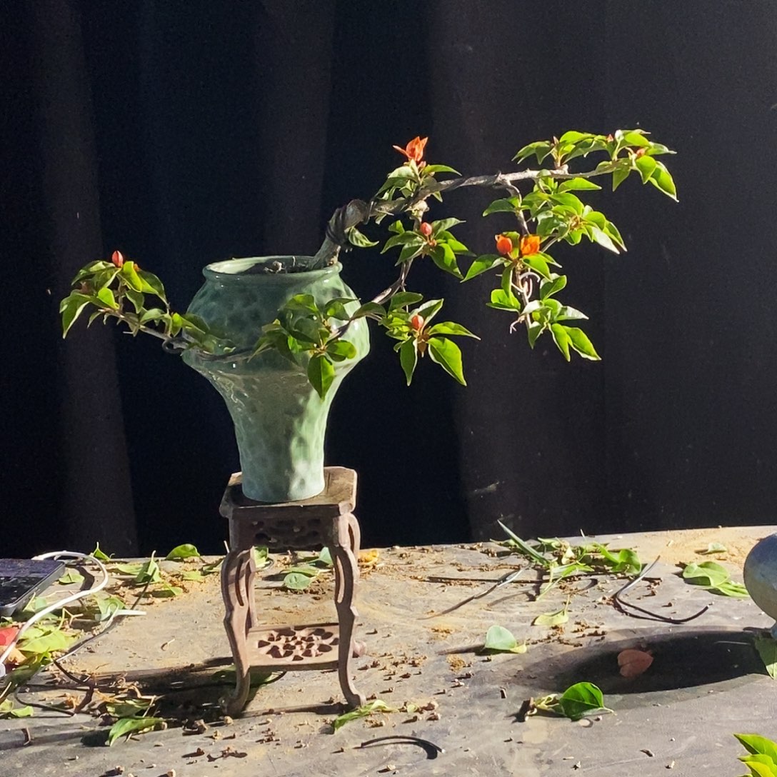 言***谢无花朵橙桑巴三角梅