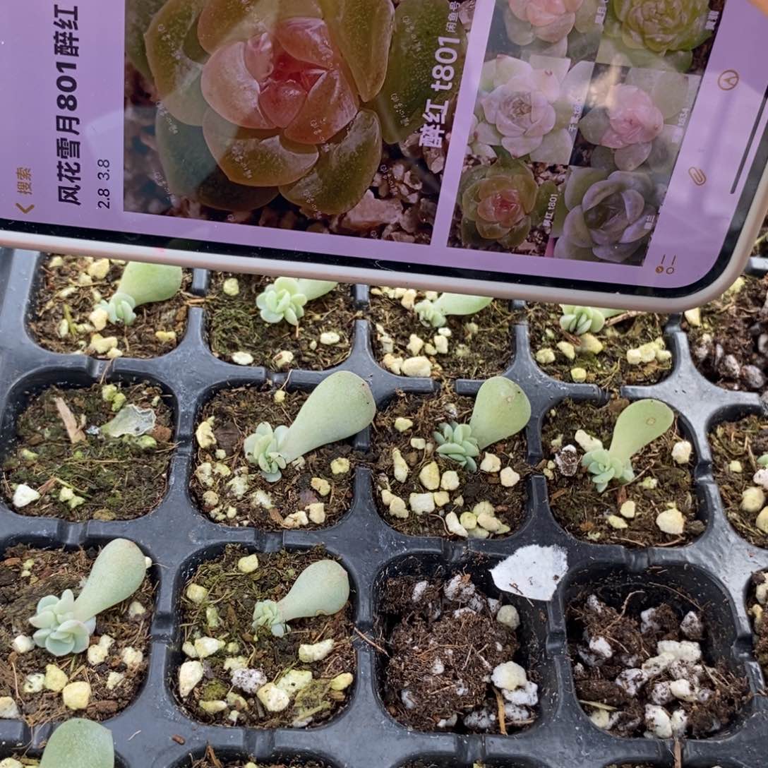 标411醉红801芽苗2个多肉