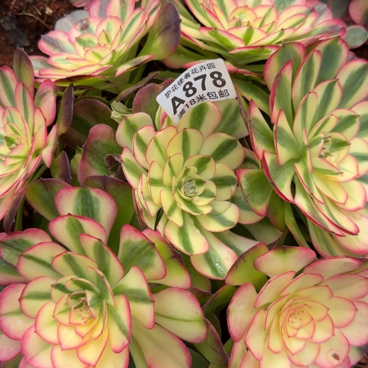 多肉法师倾城朵朵