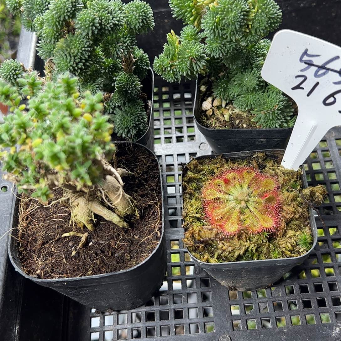 多肉套餐福利上车