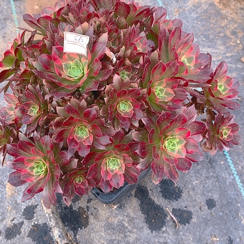 565安娜锦多肉植物