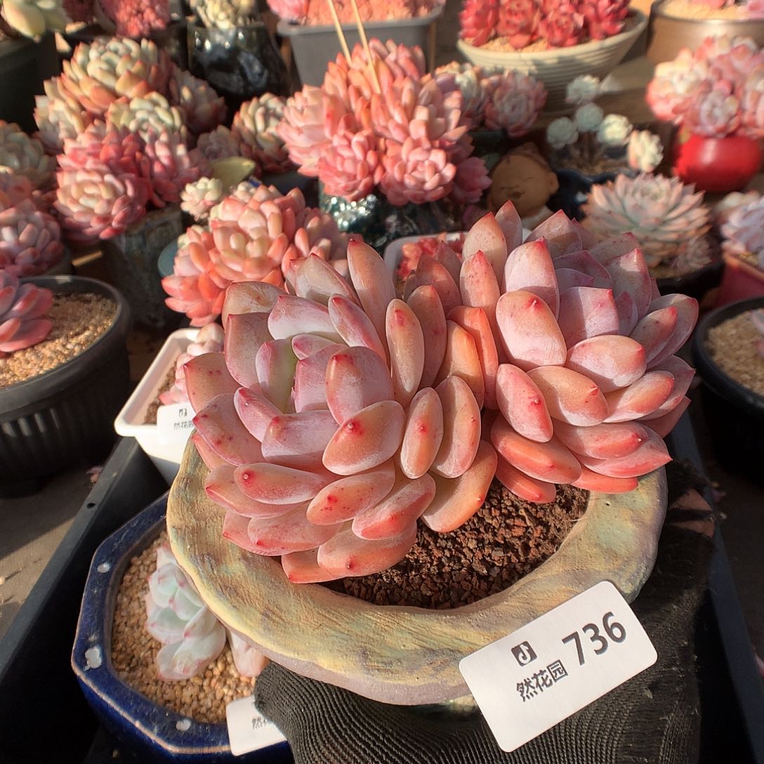 736星橙多肉植物66666