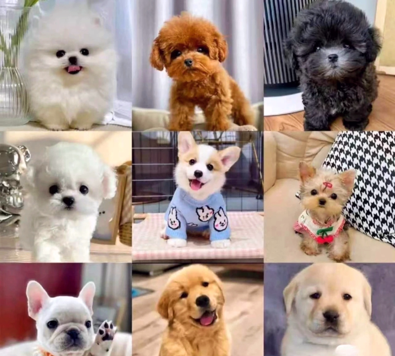 宠物相册，狗狗猫咪，定制相册