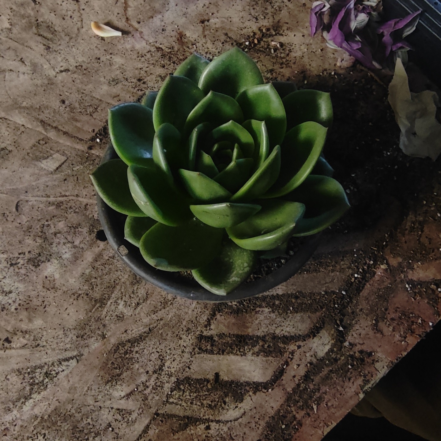 多肉植物翠花1颗，轻微损伤不售后