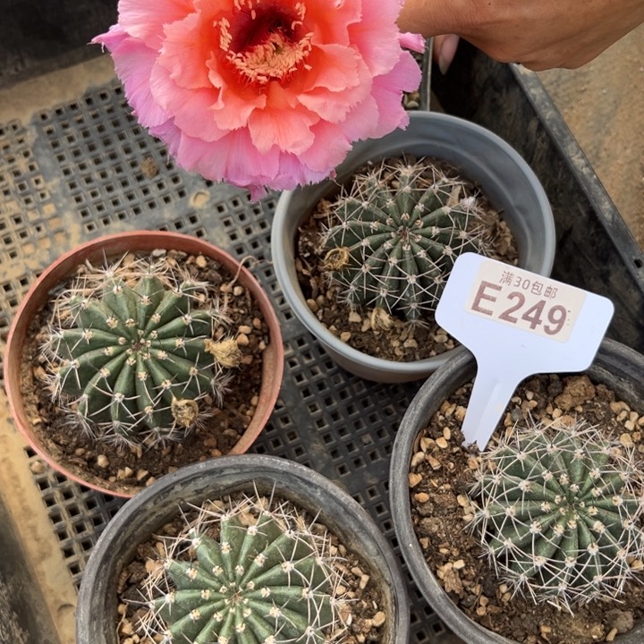 倾城福利一颗E249