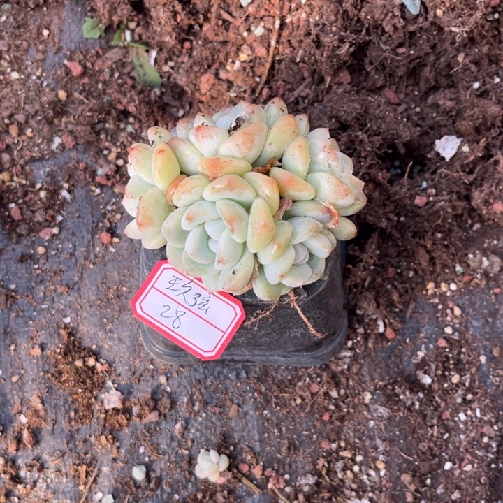 玖****冰玉多肉十方盆5头