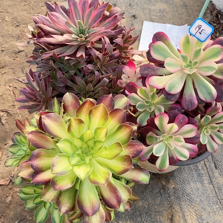 195韶华，惊鸿仙子，美杜莎多肉