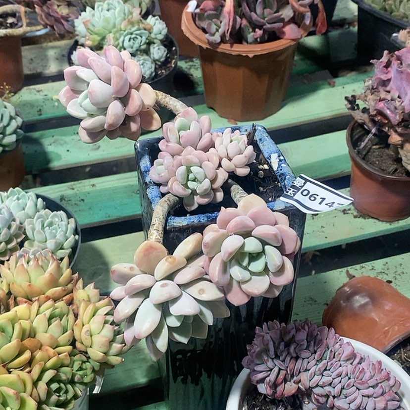 【闪购商品】花斑鹿06147