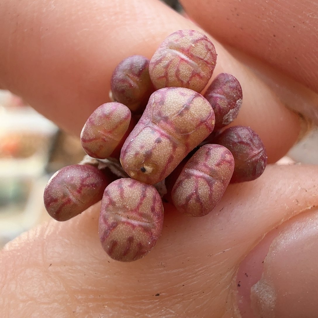 2.5.64/荧光玉杂交/多肉植物