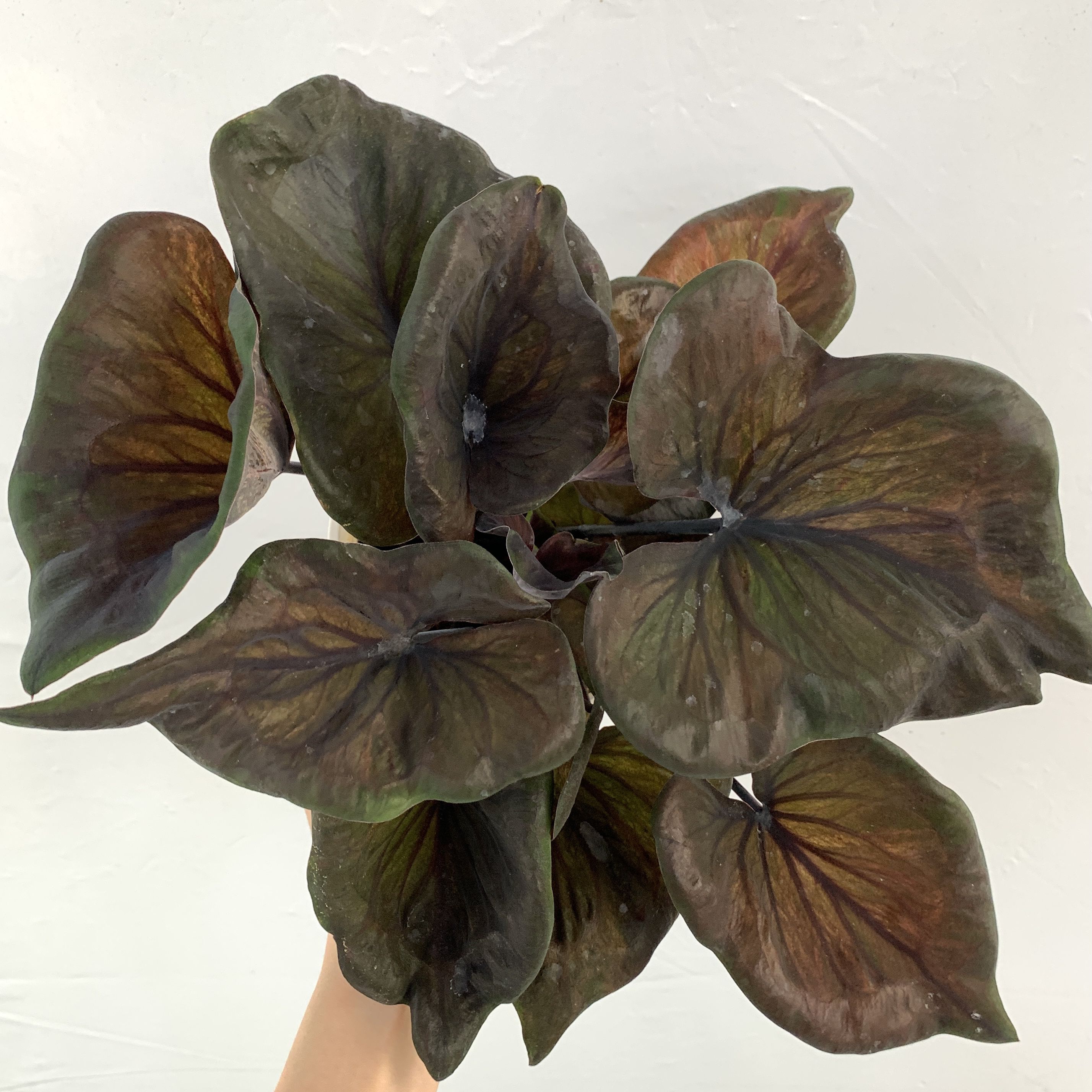 暗黑王子 彩叶芋 偏黑色大叶片