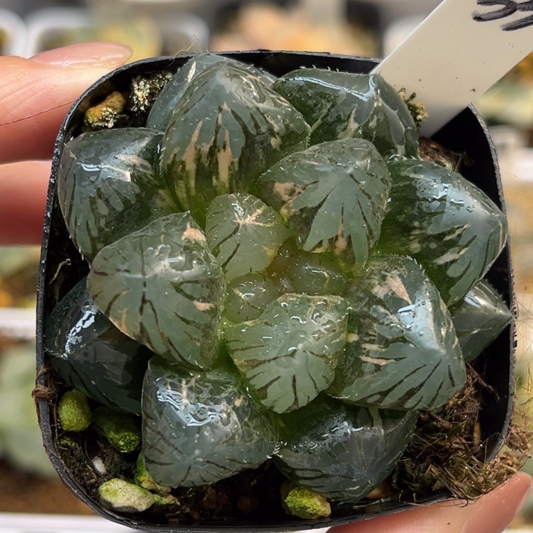 33巨大紫王玉露锦福利专场