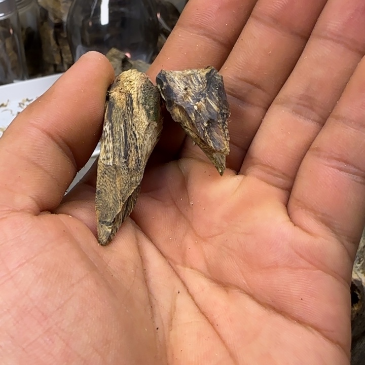 蓝***9沉香乌身圆叶海南树丁