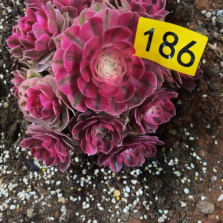 多肉植物福利186