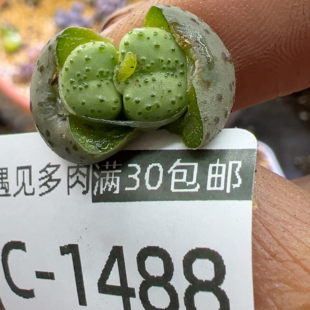 多肉植物111111111111