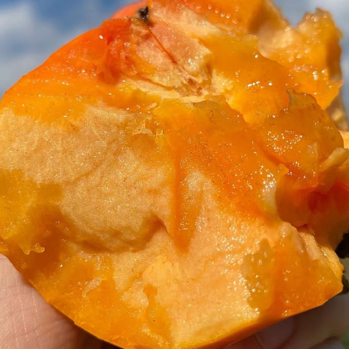 【富贵专属顺丰次日达】桂林脆柿两袋8颗大果包邮到家广西壮族自治区