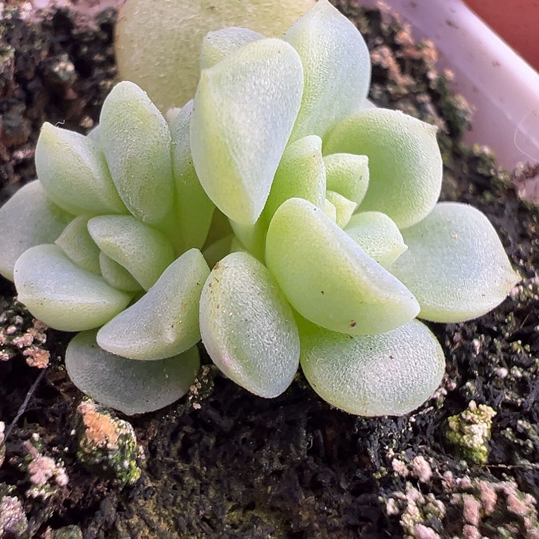 双头P88甜心。 开播福利