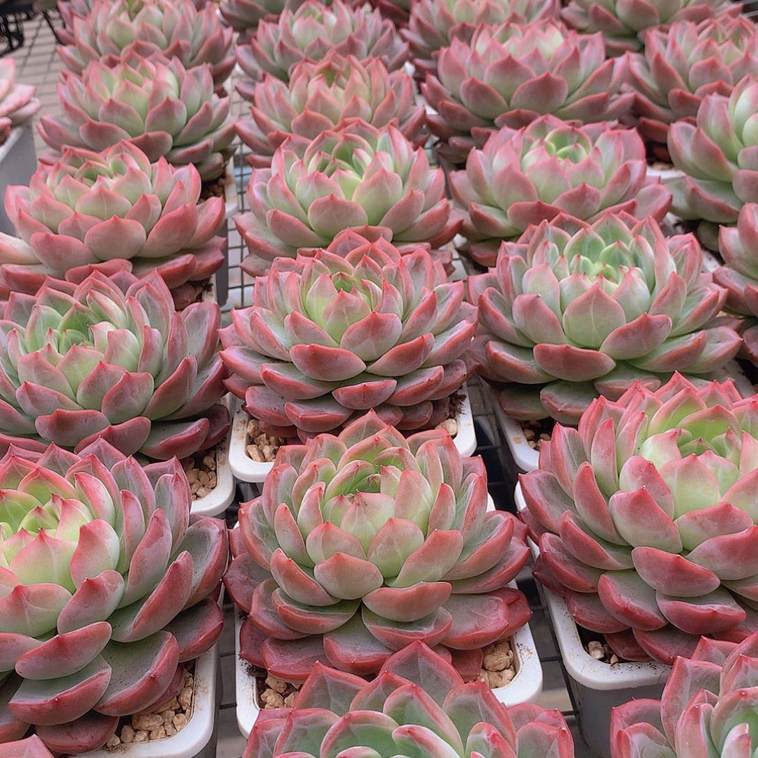 大号红鸾34667899900000