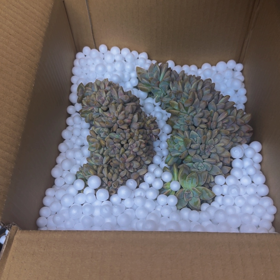 d***怡淡雪缀化两个 不包损3817