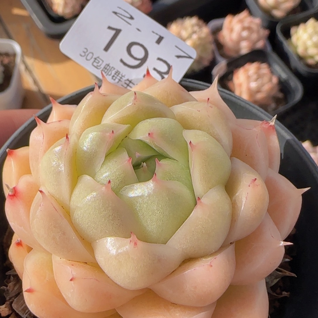 麦秆单头精控一颗