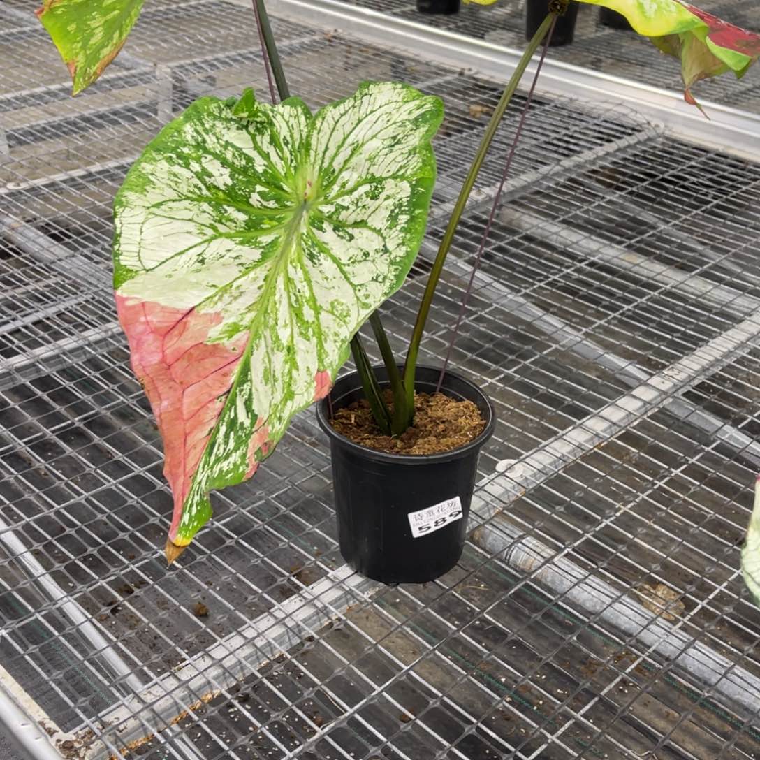 *****无花朵           589月亮之上不包售后