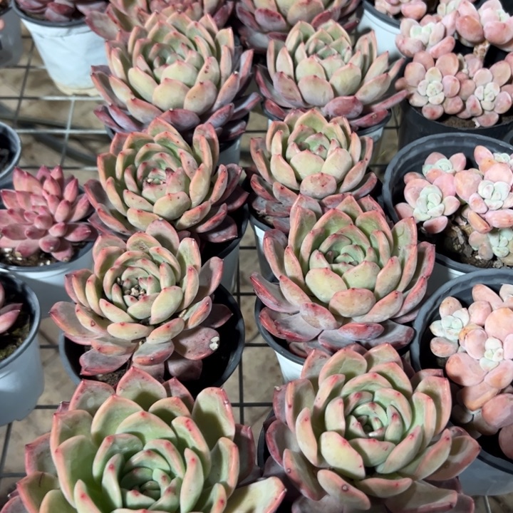 新疆包邮 粉红屁屁