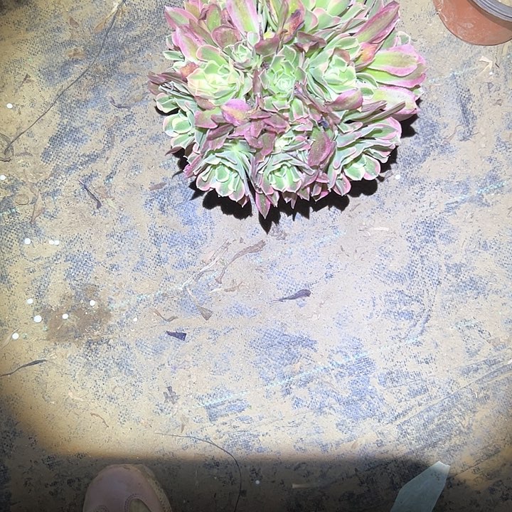 法师植物一物一拍3