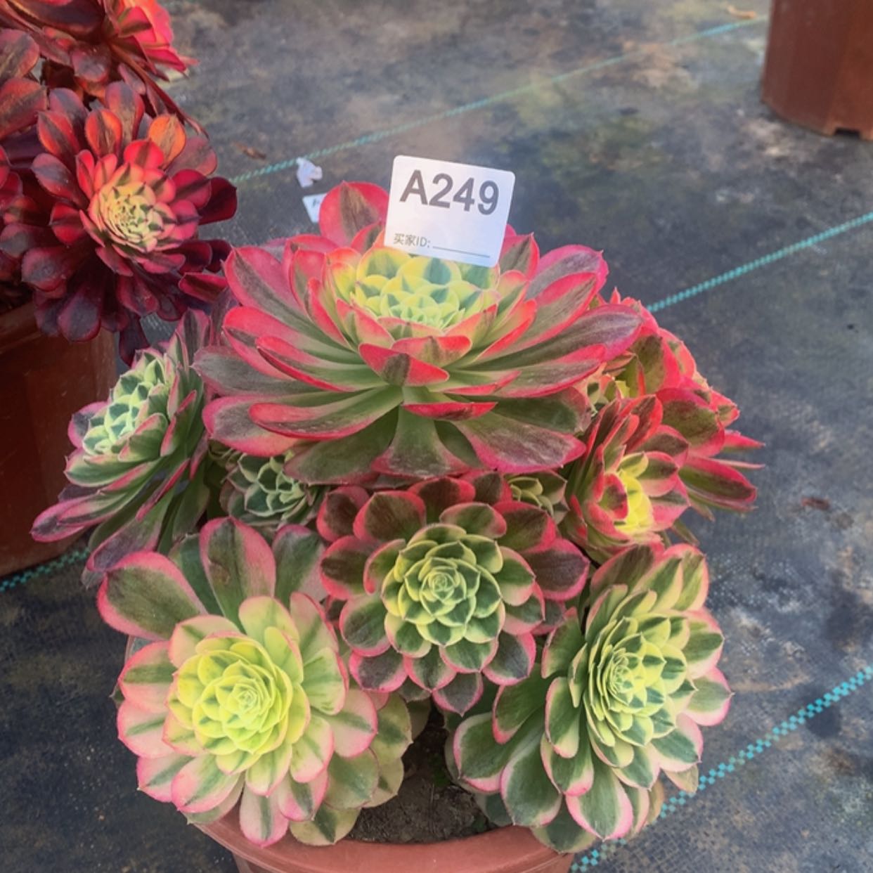 【闪购商品】249玉姿