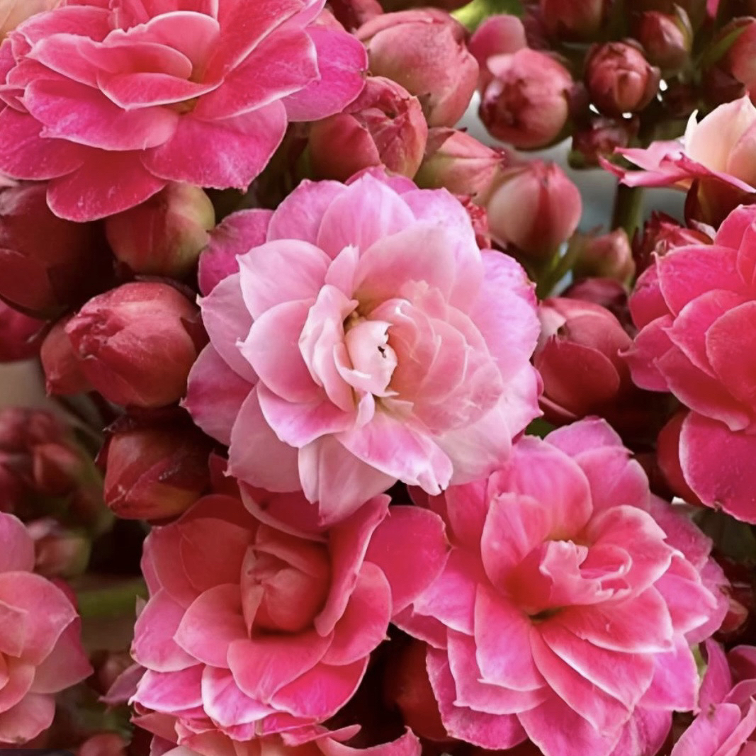 长寿花园～【苹果花】超大花 稀有品种130盆