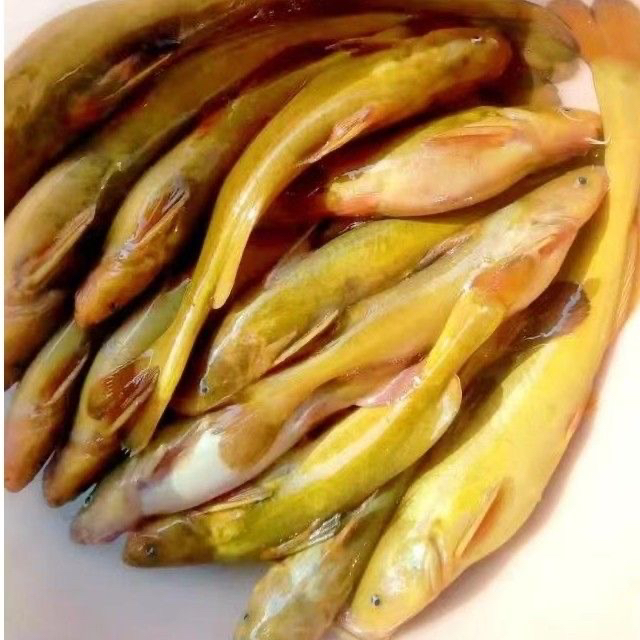 东北野生冷水牛尾巴鱼新鲜美味