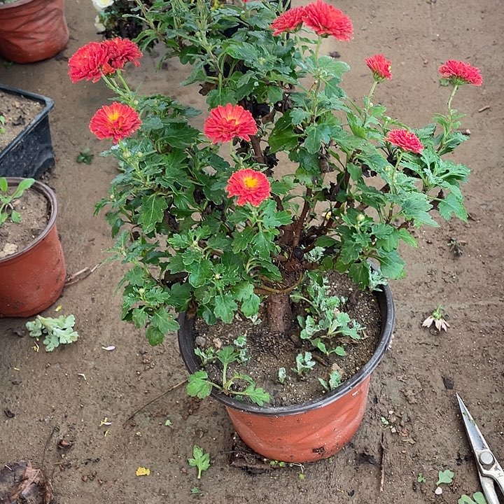 用***458菊花菊菊花菊花家