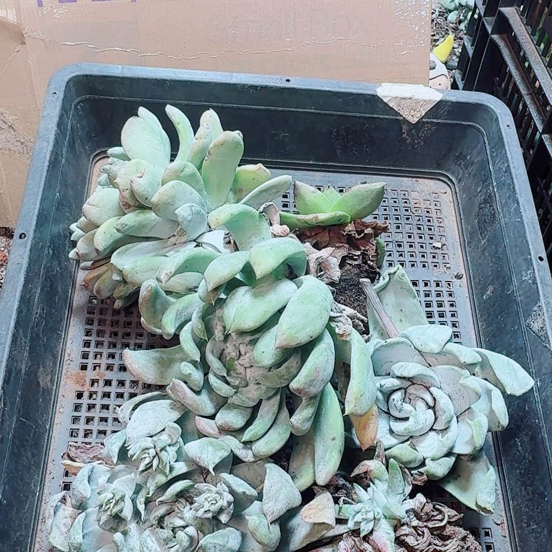 6253瑕疵框拍不售后