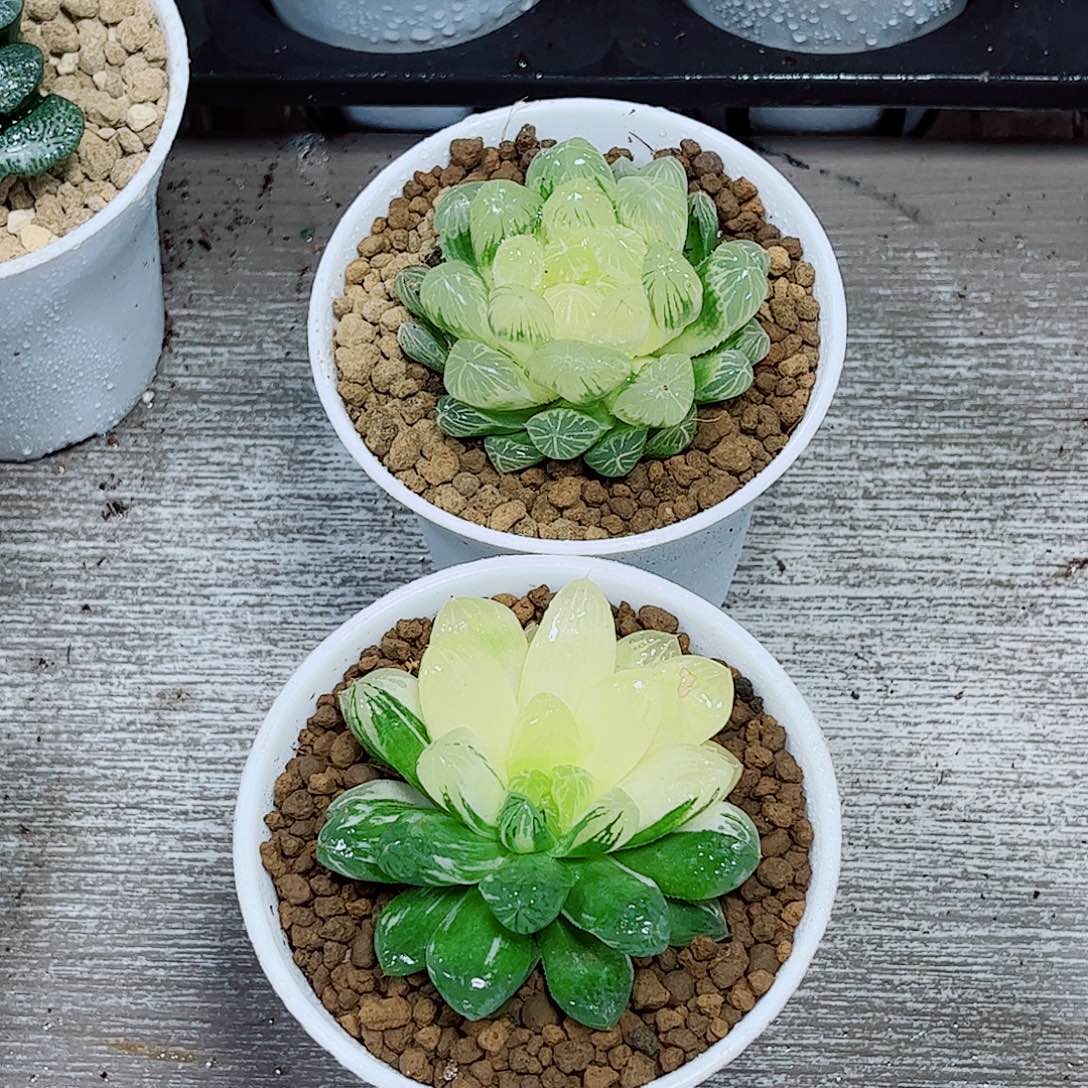 苏州玉露一勿一拍